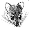 Oriental civet.