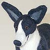 Bran the Cardigan Welsh Corgi