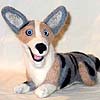 Maelgwyn the Cardigan Welsh Corgi