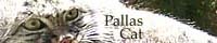 A website about Pallas cats!