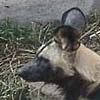 African Wild Dogs at the San Diego Zoo.