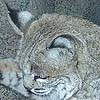 A playful bobcat at the Living Desert Zoo.