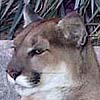 A regal cougar at the Living Desert Zoo.