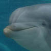 A curious dolphin from Sea World in San Diego.