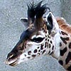 A baby giraffe at the San Diego Zoo.