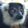 Black and white ruffed lemur.