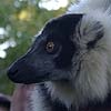 Black and white ruffed lemur.