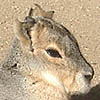 A South American rodent called a mara, at the San Diego Zoo.