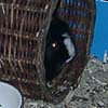 Another view of the guinea pig cage- Rocket peeks out of the wicker tunnel.