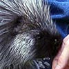 A friendly young North American porcupine.