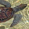 Sea turtles at a farm in Grand Cayman.