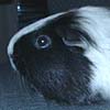 Susan the guinea pig.